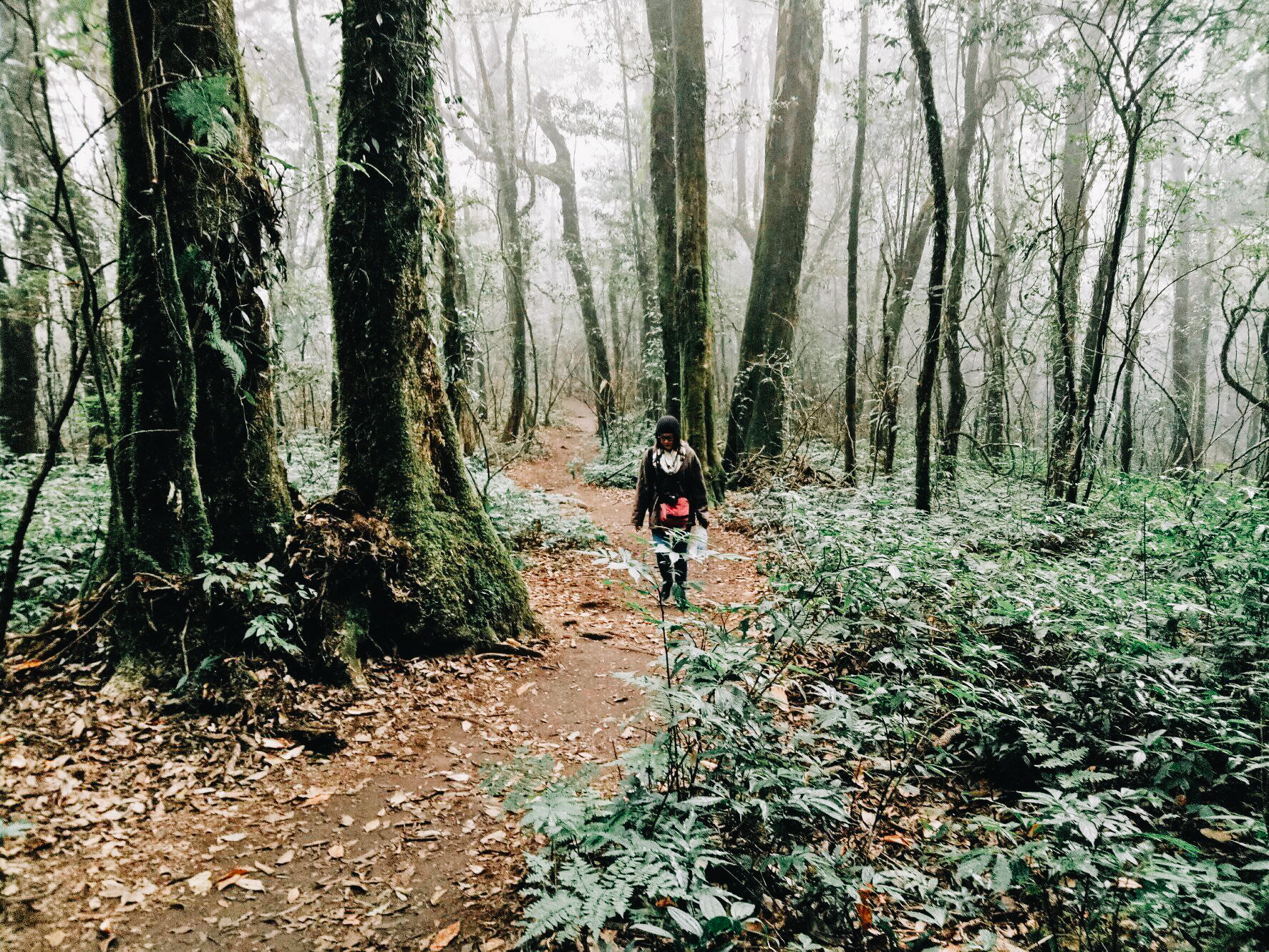 กิ่วแม่ปาน เที่ยวคนเดียว ท่องเที่ยว เดินทาง บล็อกเกอร์ท่องเที่ยว ผจญภัย เชียงใหม่ หน้าหนาว ขึ้นดอย เที่ยวดอย ทะเลหมอก เส้นทางธรรมชาติ