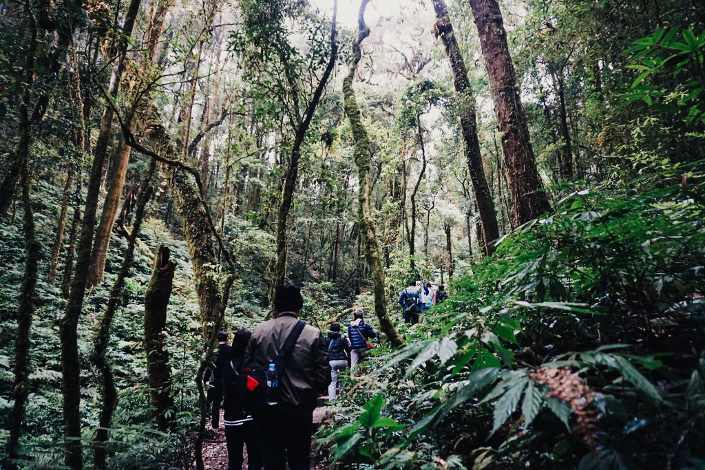 กิ่วแม่ปาน เที่ยวคนเดียว ท่องเที่ยว เดินทาง บล็อกเกอร์ท่องเที่ยว ผจญภัย เชียงใหม่ หน้าหนาว ขึ้นดอย เที่ยวดอย ทะเลหมอก เส้นทางธรรมชาติ