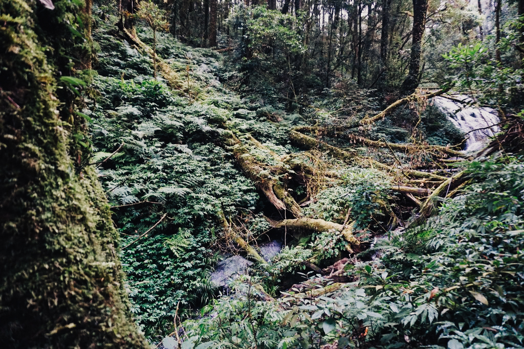 กิ่วแม่ปาน เที่ยวคนเดียว ท่องเที่ยว เดินทาง บล็อกเกอร์ท่องเที่ยว ผจญภัย เชียงใหม่ หน้าหนาว ขึ้นดอย เที่ยวดอย ทะเลหมอก เส้นทางธรรมชาติ