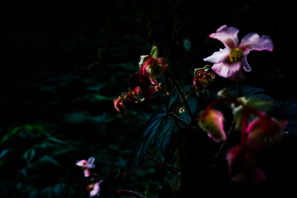 กิ่วแม่ปาน เที่ยวคนเดียว ท่องเที่ยว เดินทาง บล็อกเกอร์ท่องเที่ยว ผจญภัย เชียงใหม่ หน้าหนาว ขึ้นดอย เที่ยวดอย ทะเลหมอก เส้นทางธรรมชาติ