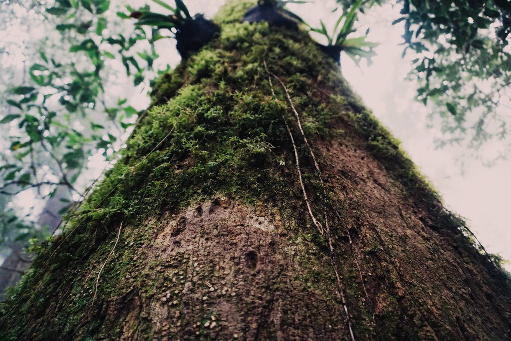 กิ่วแม่ปาน เที่ยวคนเดียว ท่องเที่ยว เดินทาง บล็อกเกอร์ท่องเที่ยว ผจญภัย เชียงใหม่ หน้าหนาว ขึ้นดอย เที่ยวดอย ทะเลหมอก เส้นทางธรรมชาติ