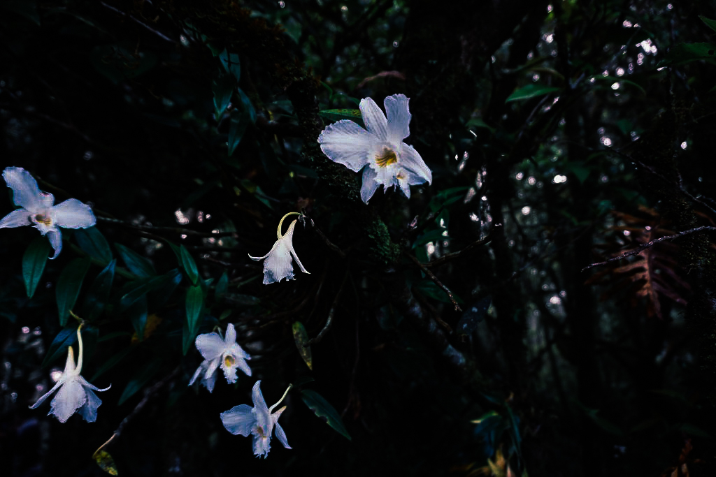 กิ่วแม่ปาน เที่ยวคนเดียว ท่องเที่ยว เดินทาง บล็อกเกอร์ท่องเที่ยว ผจญภัย เชียงใหม่ หน้าหนาว ขึ้นดอย เที่ยวดอย ทะเลหมอก เส้นทางธรรมชาติ