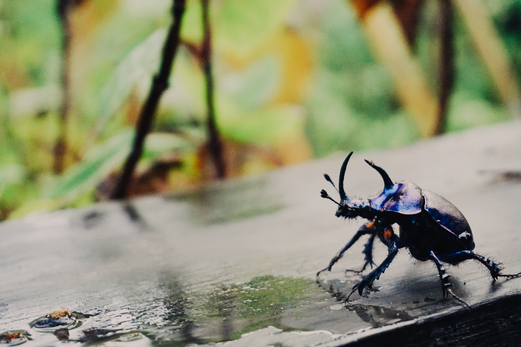 กิ่วแม่ปาน เที่ยวคนเดียว ท่องเที่ยว เดินทาง บล็อกเกอร์ท่องเที่ยว ผจญภัย เชียงใหม่ หน้าหนาว ขึ้นดอย เที่ยวดอย ทะเลหมอก เส้นทางธรรมชาติ