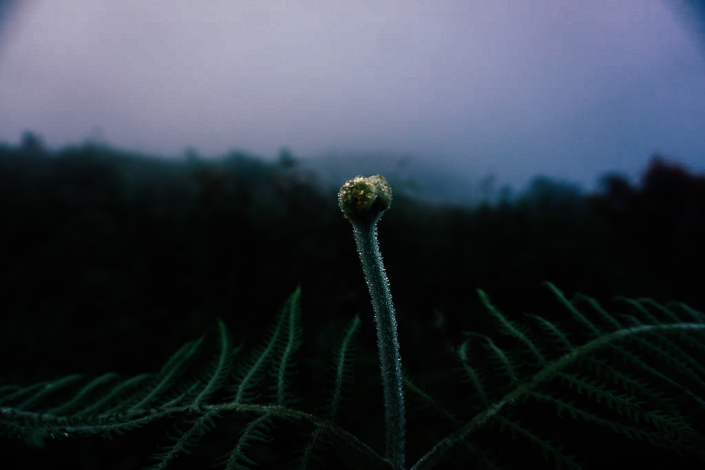 กิ่วแม่ปาน เที่ยวคนเดียว ท่องเที่ยว เดินทาง บล็อกเกอร์ท่องเที่ยว ผจญภัย เชียงใหม่ หน้าหนาว ขึ้นดอย เที่ยวดอย ทะเลหมอก เส้นทางธรรมชาติ