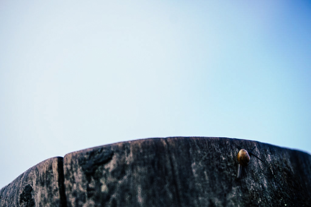 กิ่วแม่ปาน เที่ยวคนเดียว ท่องเที่ยว เดินทาง บล็อกเกอร์ท่องเที่ยว ผจญภัย เชียงใหม่ หน้าหนาว ขึ้นดอย เที่ยวดอย ทะเลหมอก เส้นทางธรรมชาติ หอยทาก