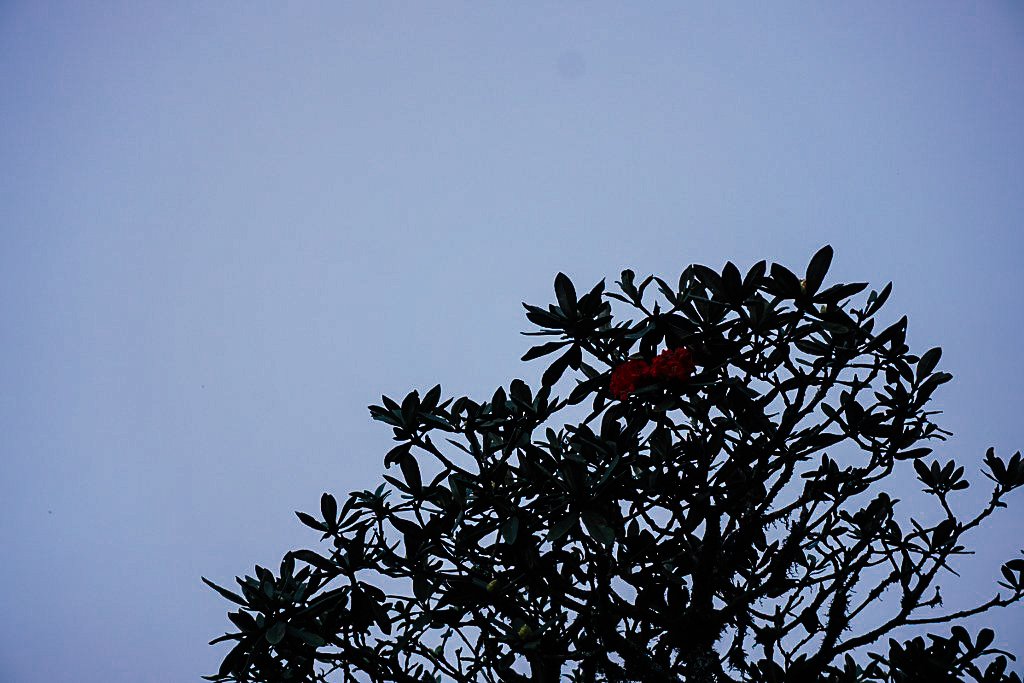 กิ่วแม่ปาน 16