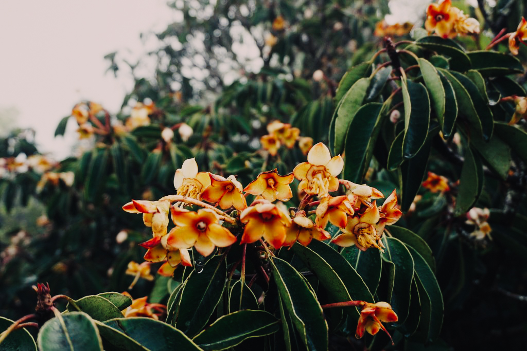 กิ่วแม่ปาน เที่ยวคนเดียว ท่องเที่ยว เดินทาง บล็อกเกอร์ท่องเที่ยว ผจญภัย เชียงใหม่ หน้าหนาว ขึ้นดอย เที่ยวดอย ทะเลหมอก เส้นทางธรรมชาติ