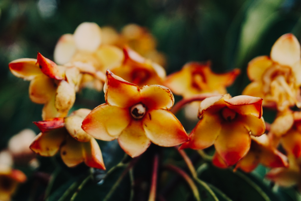 กิ่วแม่ปาน เที่ยวคนเดียว ท่องเที่ยว เดินทาง บล็อกเกอร์ท่องเที่ยว ผจญภัย เชียงใหม่ หน้าหนาว ขึ้นดอย เที่ยวดอย ทะเลหมอก เส้นทางธรรมชาติ