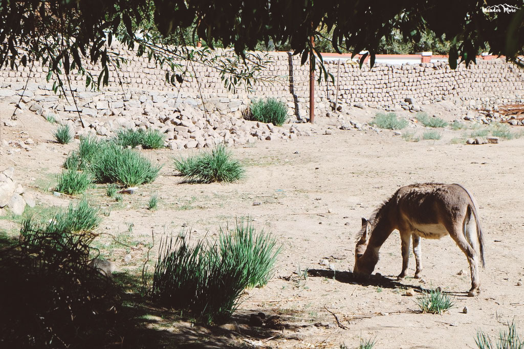 ผจญภัย เที่ยวคนเดียว อินเดีย เดินทาง เที่ยวอินเดีย เทรคกิ้ง ลาดักห์ 