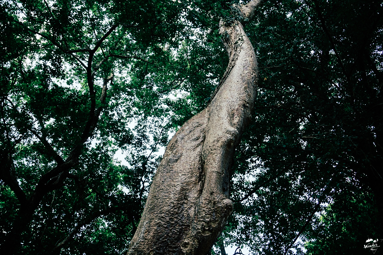 เบ็งมีเลีย beng melea นครวัด ปราสาทตาพรหม taphrom ผจญภัย เที่ยวคนเดียว กัมพูชา เดินทาง อังกอร์วัด tomb raider angkor wat  เที่ยวกัมพูชา เสียมเรียบ