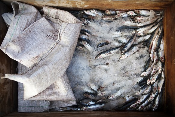 ปลา ศรีลังกา ประมง