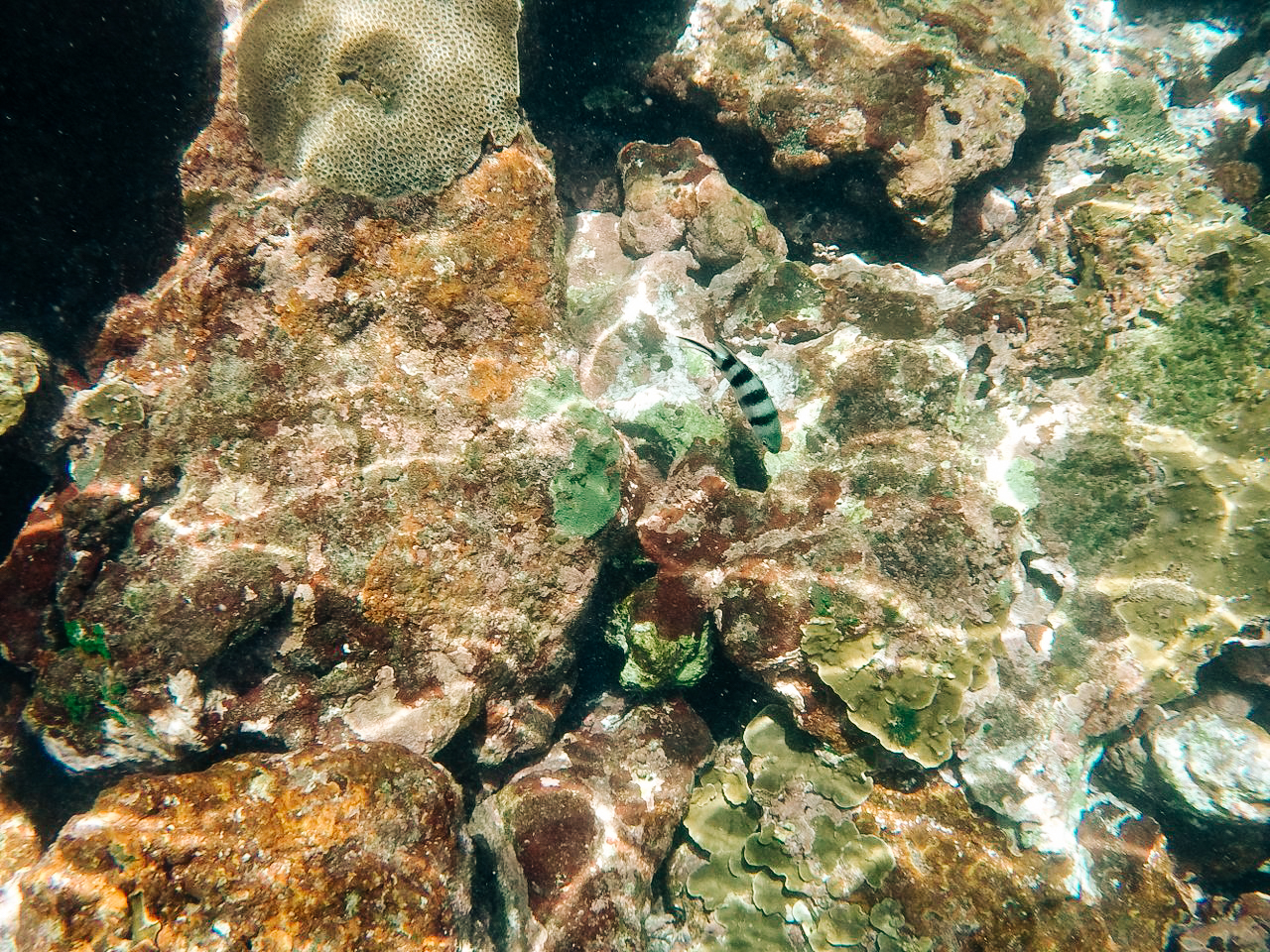 ฟิลิปปินส์, el nido, palawan, เที่ยว, เที่ยวคนเดียว, บล็อกเกอร์ท่องเที่ยว, บล็อกเกอร์สาว, ท่องเที่ยว, ผจญภัย, ลุยเดี่ยว, บล็อกเกอร์สายเที่ยว, เทรคกิ้ง, ปีนเขา, ดำน้ำ, ฟรีไดฟ์, ร้านฟรีไดฟ์, ร้านขายอุปกรณ์ดำน้ำ, กรุงเทพ, ฟินฟรีไดฟ์