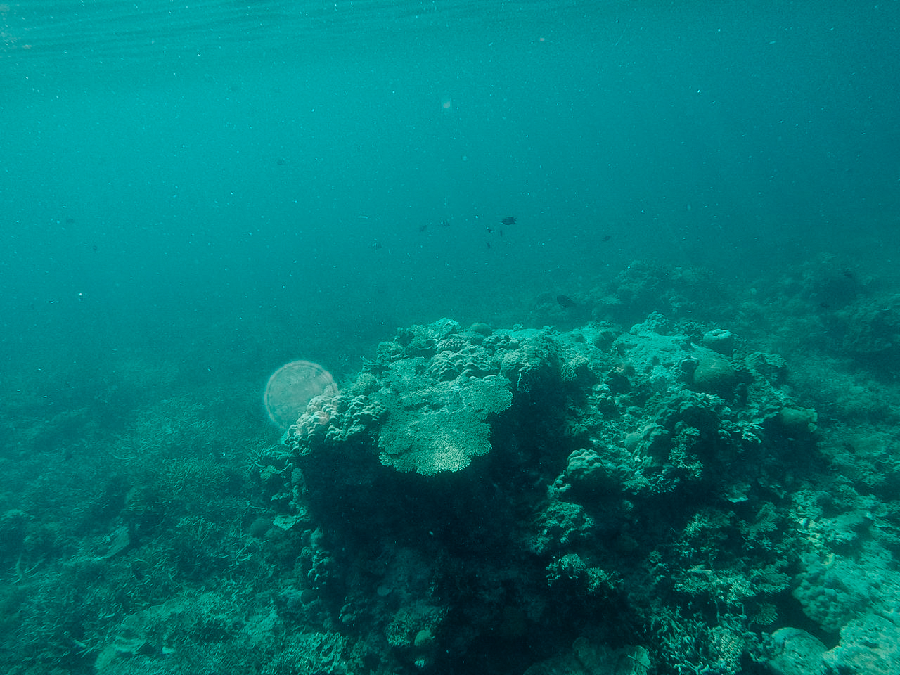 เที่ยวคนเดียว, บล็อกเกอร์ท่องเที่ยว, บล็อกเกอร์สาว, ท่องเที่ยว, ผจญภัย, ลุยเดี่ยว, บล็อกเกอร์สายเที่ยว, เทรคกิ้ง, ปีนเขา, ดำน้ำ, ฟรีไดฟ์, ร้านฟรีไดฟ์, ร้านขายอุปกรณ์ดำน้ำ, กรุงเทพ, ฟินฟรีไดฟ์, palawan, elnido, phillpines, ฟิลิปปินส์, พาลาวัน, แอลนิโด, เที่ยว, แผนการเดินทาง, เที่ยวคนเดียว