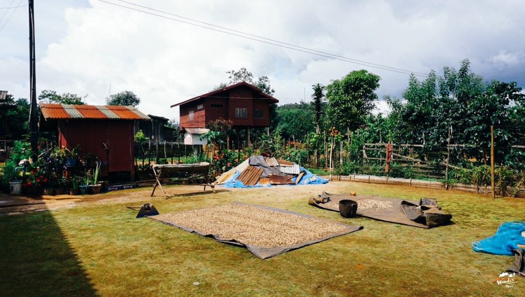 ลาวใต้, ที่ราบสูงโบโลเวน, เที่ยวคนเดียว, ไปเอง, เดินป่า