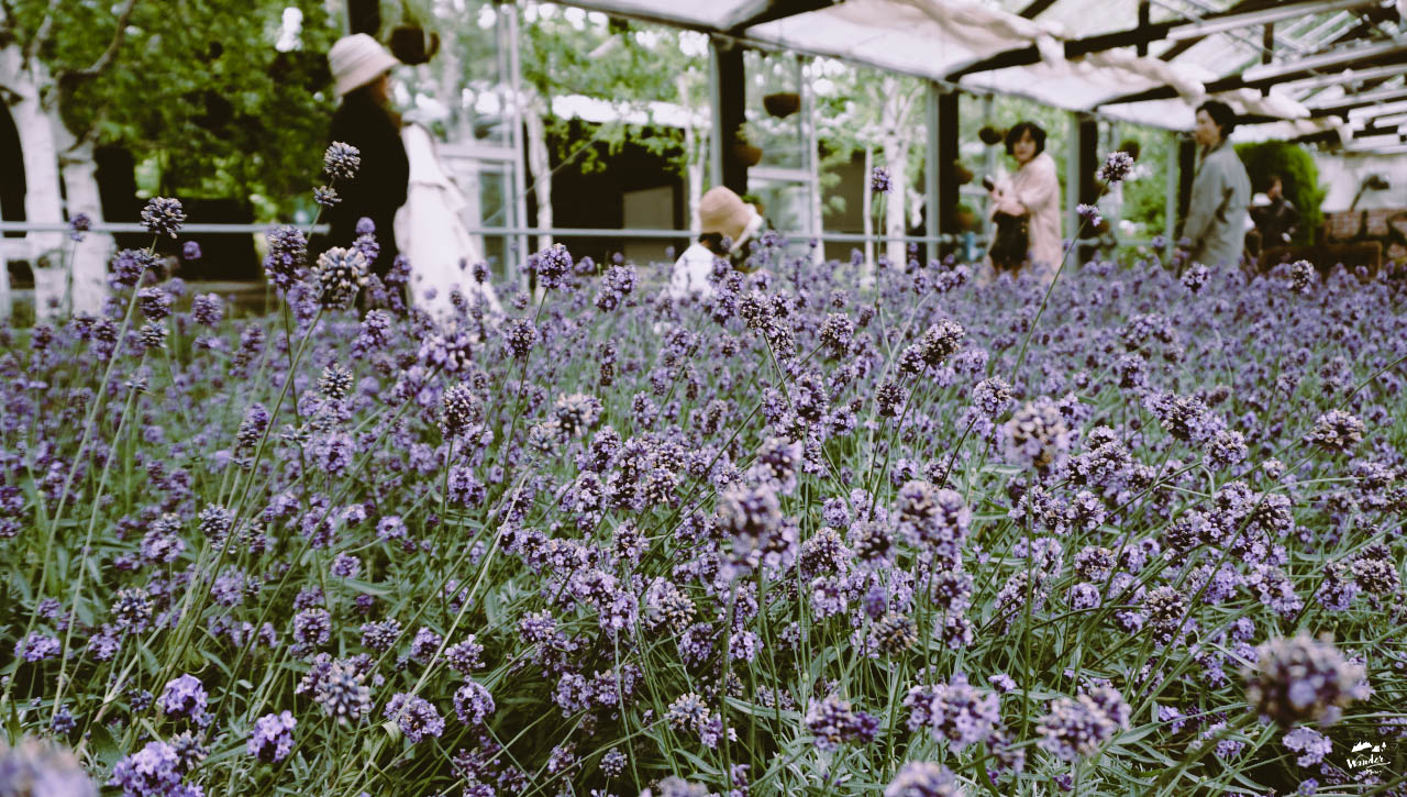 hokkaido, tmb, TMB, TMB All free, debit card, japan, เที่ยวญี่ปุ่น, เรทถูก, อัตราแลกเปลี่ยนถูก, ค่าเงิน, เงินเยน, แลกเงินเยน, ไปญี่ปุ่น, เที่ยวต่างประเทศ, เที่ยวคนเดียว, roadtrip, sapporo, susukino, nijo market, fishmarket, ตลาดปลา, LeTao, Otaru, โอตารุ, ดองกี้, ห้างดองกี้, ห้างดองกี้ญี่ปุ่น, ซัปโปโร, ฮอกไกโด, omagaze, โอมากาเสะ, ช้อปปิ้งญี่ปุ่น, lavender, ลาเวนเดอร์