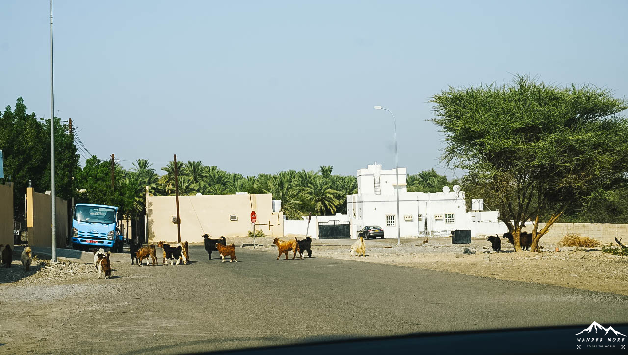 how-to-drive-roadtrip-in-oman-2