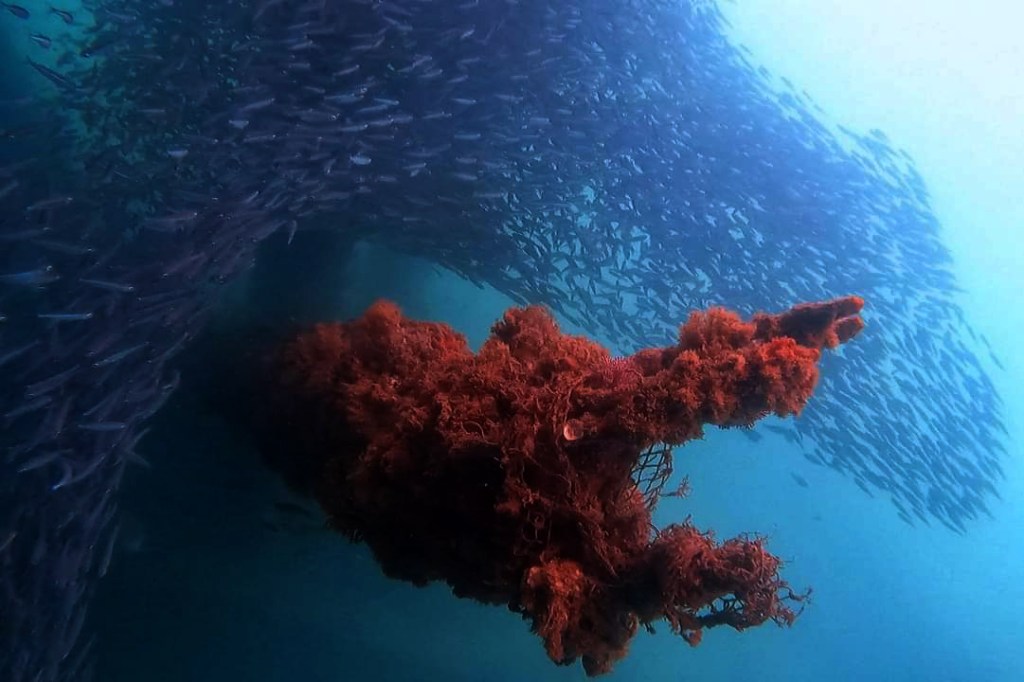 ฝูงปลาที่สะพานนาใต้ พังงา