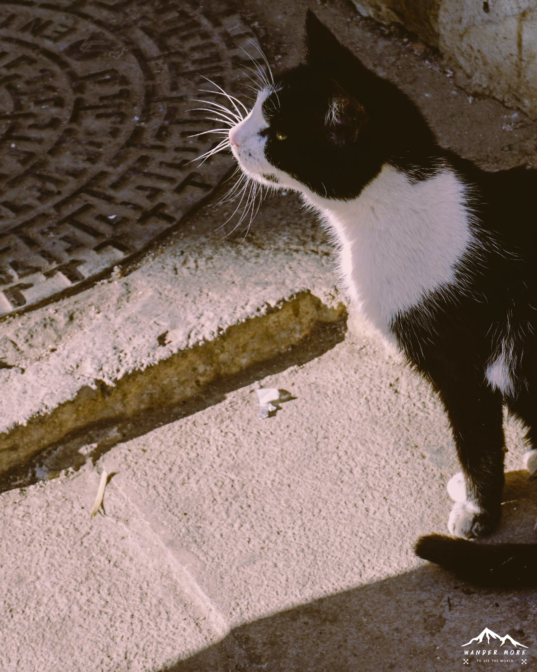 แมวโมร็อคโค