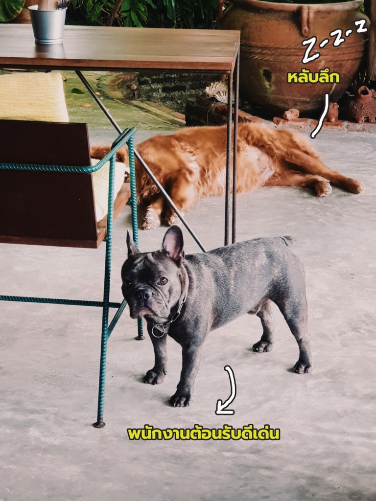 น้องหมาเกาะเต่า big tree ที่พักเกาะเต่า จองโรงแรมเกาะเต่า