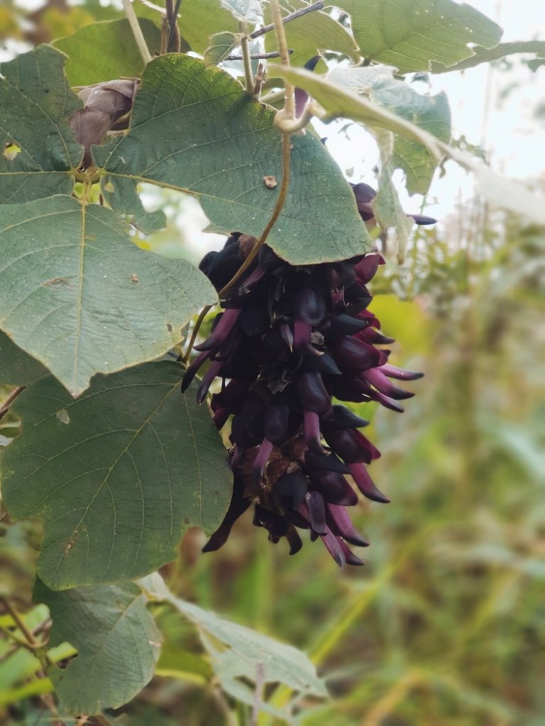 ดอกไม้ป่า