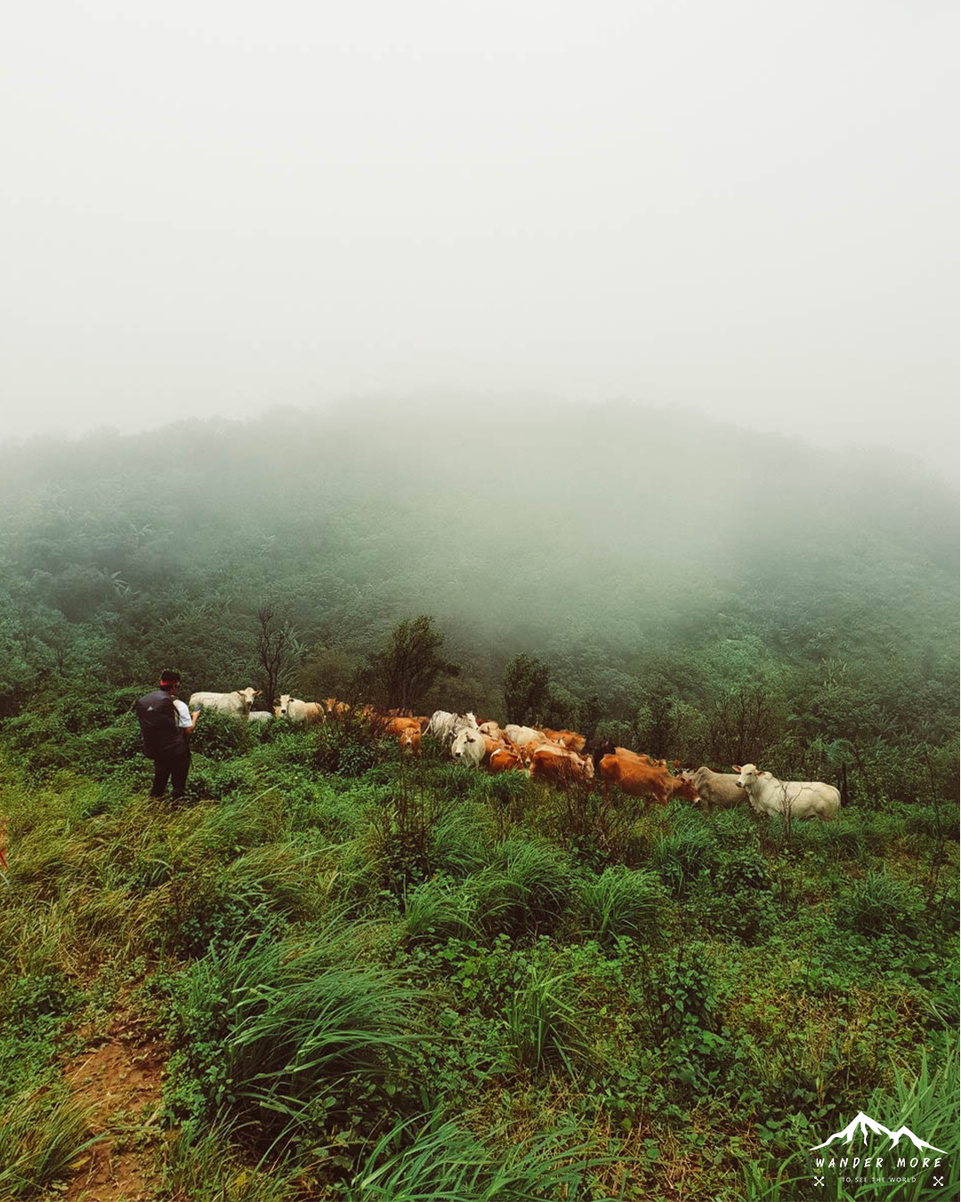 ดอยห้วยทู่-วัว