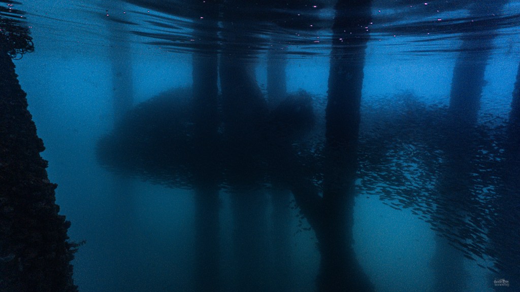 สะพานนาใต้ ฝูงปลาใหญ่