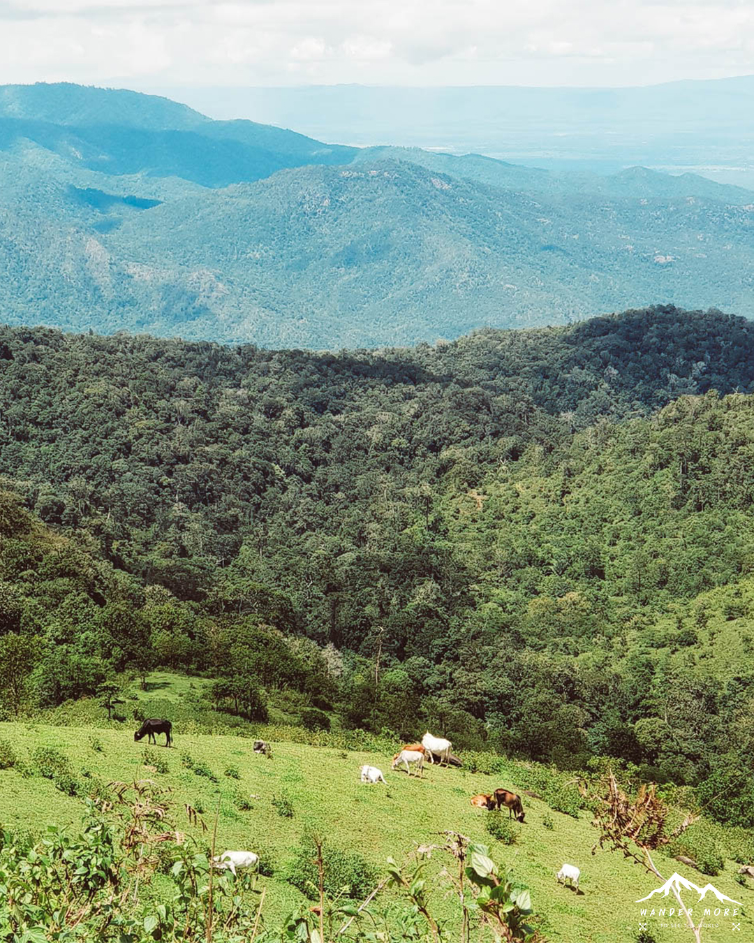 วิว เดินป่าดอยห้วยทู่