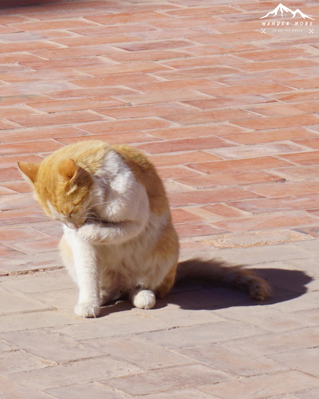 แมวโมร็อคโค