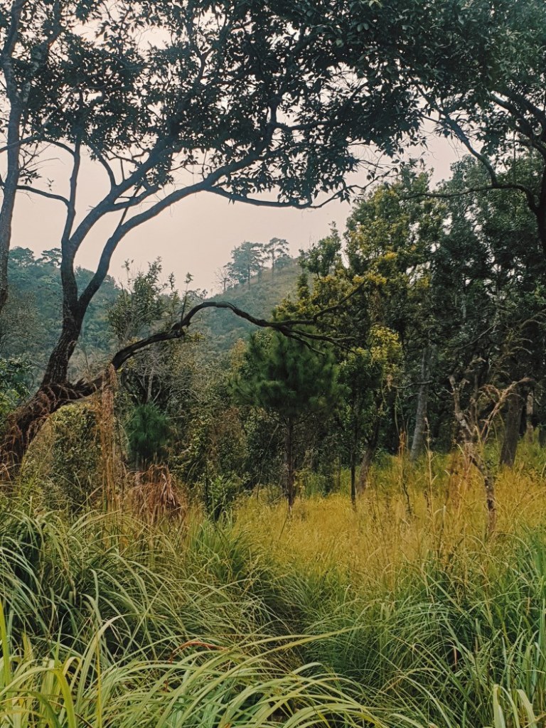 ดอยหลวง ดอยหนอก พะเยา