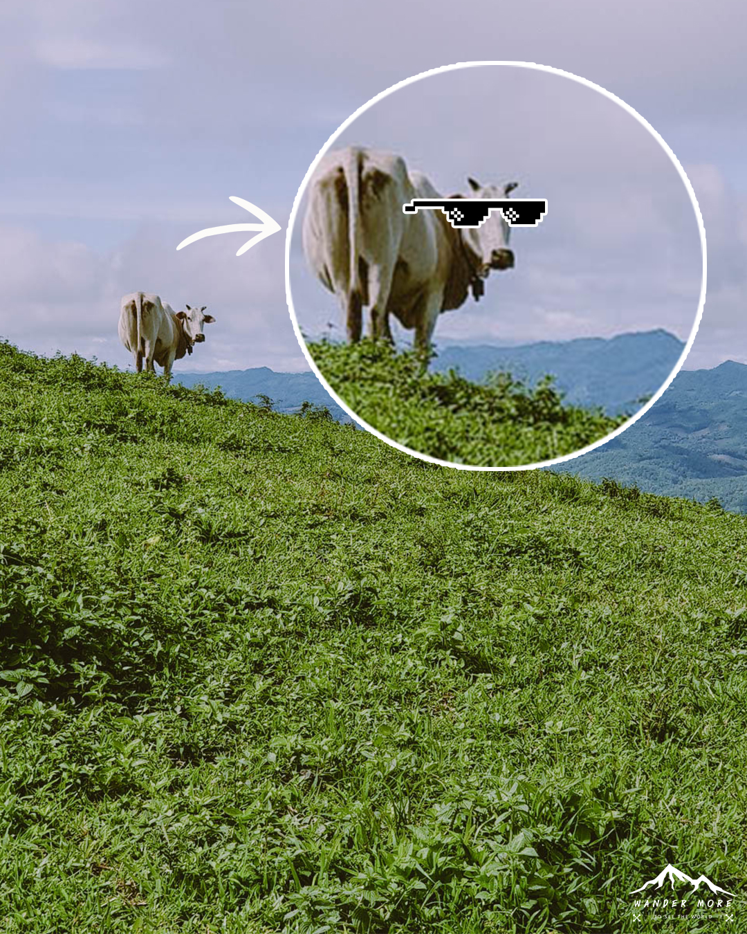 ดอยห้วยทู่ วัว-thug-life