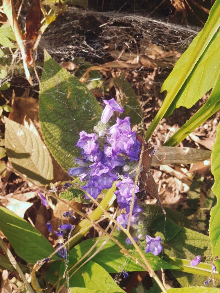 ดอกไม้ป่า