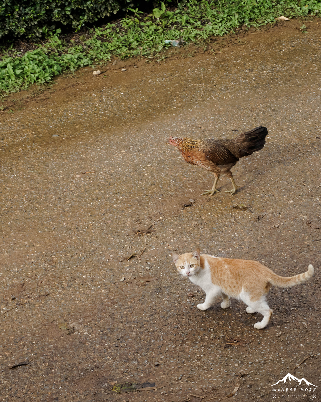 -บ้านรักไทย-แม่ฮ่องสอน