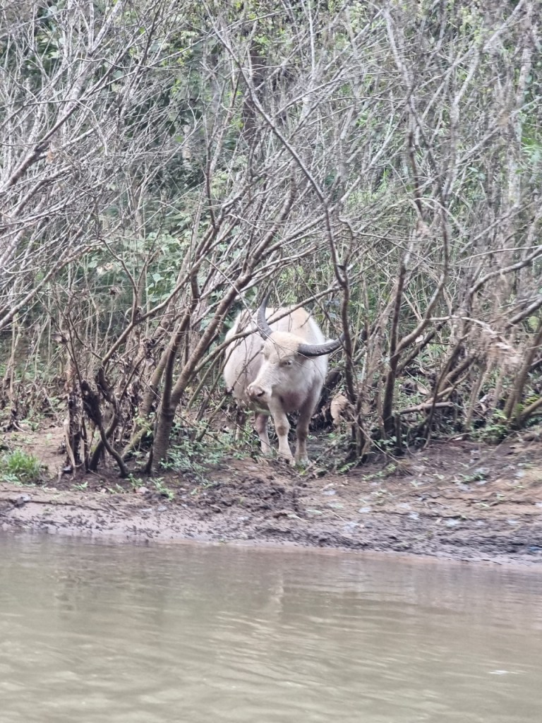 ควายเผือก ควายเล่นน้ำ โป่งแง้น