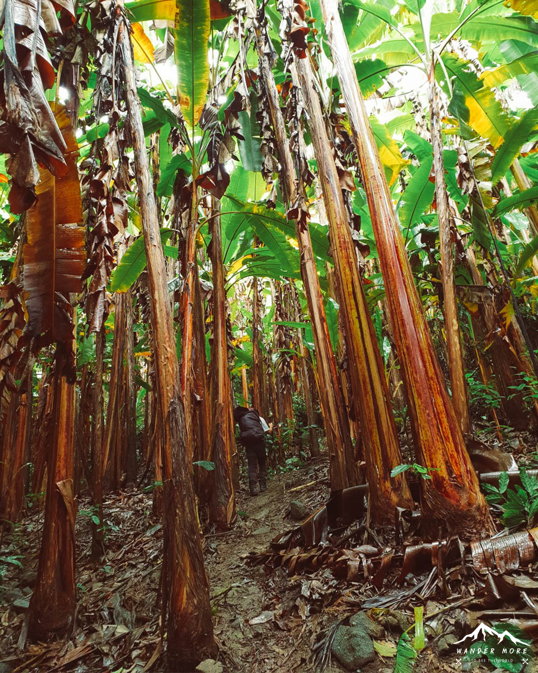 ดงกล้วย เดินป่าดอยห้วยทู่