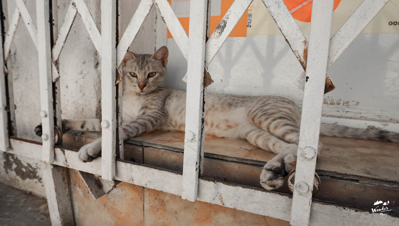 oman, roadtrip, เที่ยวโอมาน, ที่เที่ยวโอมาน, ที่เที่ยวโอมาน pantip, เที่ยวโอมาน วีซ่า, เที่ยวโอมาน คนเดียว, เที่ยวโอมาน งบ, เที่ยวคนเดียว, ขับรถคนเดียว, oman ปลอดภัยไหม, oman pantip