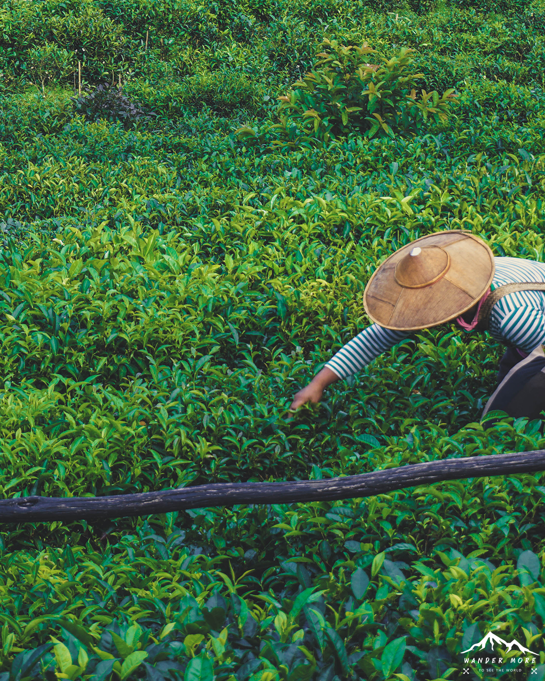 คนเก็บใบชา, หมู่บ้านรักไทย, แม่ฮ่องสอน, ลีไวน์รักไทย, ที่เที่ยวแม่ฮ่องสอน, เที่ยวคนเดียว